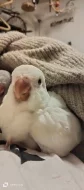 Prodám Mníšek šedý modrý,lutino,albino