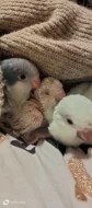 Prodám Mníšek šedý modrý,lutino,albino