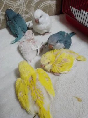 Prodám Mníšek šedý modrý,lutino,albino