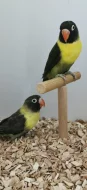 Agapornis