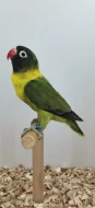 Agapornis