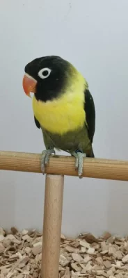 Agapornis