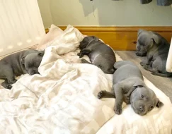 Štěňata stafordšírského bulteriéra