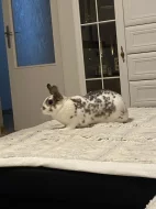 Zakrsly králík