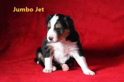 Border collie- štěnata