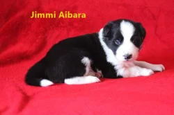 Border collie- štěnata