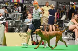 Rhodérský ridgeback
