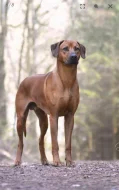 Rhodérský ridgeback