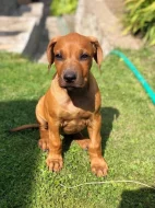 Rhodérský ridgeback