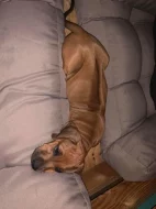 Rhodérský ridgeback