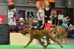 Rhodérský ridgeback