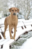 Rhodérský ridgeback