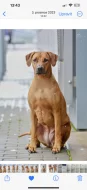Rhodérský ridgeback