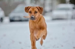 Rhodérský ridgeback