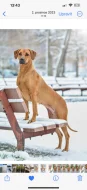 Rhodérský ridgeback