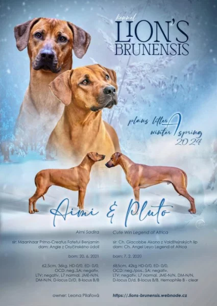 Rhodérský ridgeback
