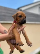 Rhodérský ridgeback
