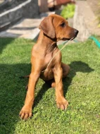 Rhodérský ridgeback