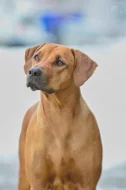 Rhodérský ridgeback