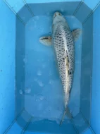Koi kapři