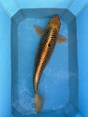 Koi kapři
