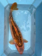 Koi kapři