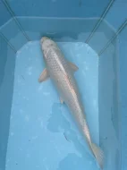 Koi kapři