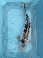 Koi kapři