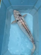 Koi kapři