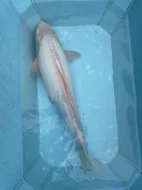 Koi kapři