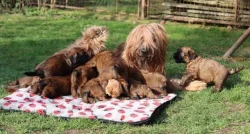 Briard - plavá štěňátka