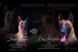 Belgický ovčák - Malinois