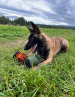 Belgický ovčák - Malinois