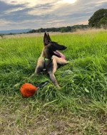 Belgický ovčák - Malinois
