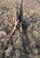 Belgický ovčák - Malinois