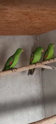 Prodám papoušky červenokřídlé