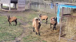 Prodám jehňata (jehničky) kamerunské (6 měsíců) - 2 kusy