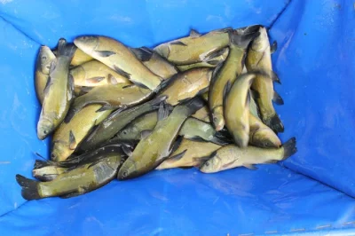 Násadové ryby - lín, amur