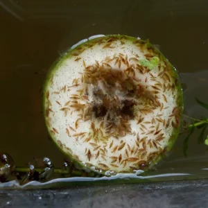 Živé krmení - mexický blešivec (gammarus)