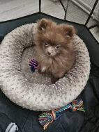Pomeranian 3 mesice