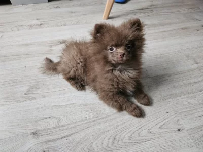 Pomeranian 3 mesice