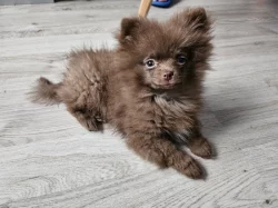 Pomeranian 3 mesice
