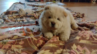 Čau čau , chow chow