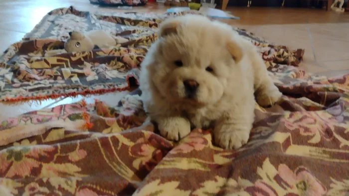 Čau čau , chow chow