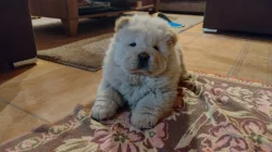 Čau čau , chow chow