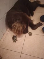 Hledáme ženicha pro fenku