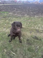 Labrador čokoláda