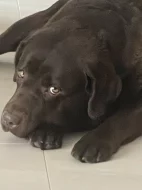 Labrador čokoláda