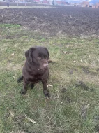 Labrador čokoláda