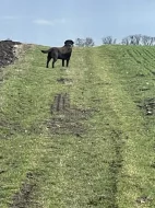 Labrador čokoláda